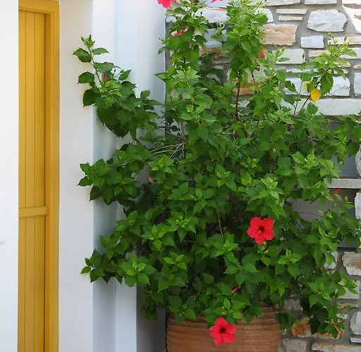 شقة فندقية Ostria ناوسا